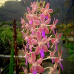 Seidenfadenia mitrata x Vanda lamellata-Flowering Size